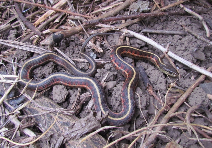 Coast Garter Snake